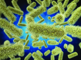 Stick shape bacteria